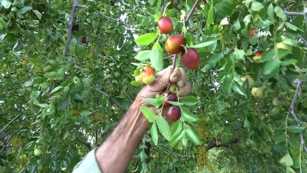 Bahçeye doğal çit olsun diye dikmişlerdi: Gelir kapısı oldu! Kilosunu 50 TL'den satıyor, bir taşla iki kuş... 5